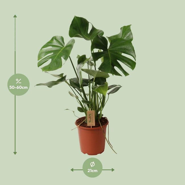 Monstera Deliciosa kamerplant 60 cm potmaat 21 cm
