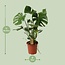 Monstera Deliciosa kamerplant 60 cm potmaat 21 cm