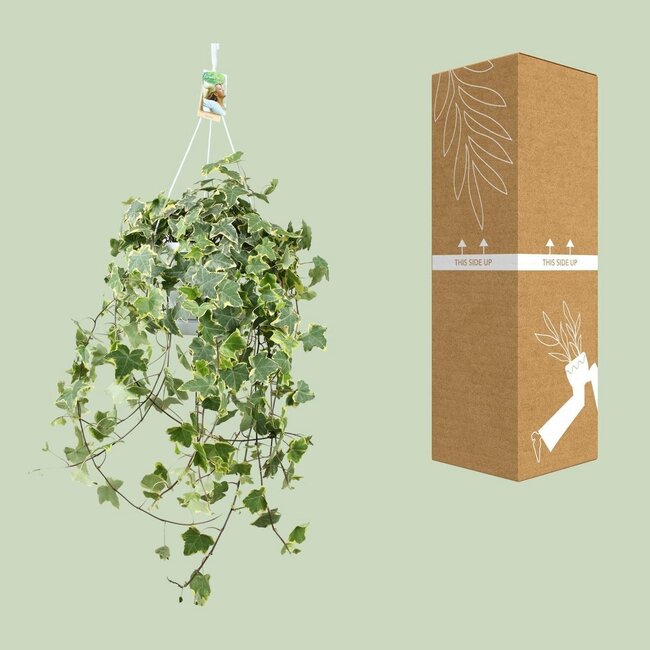 Hedera Helix Gold Child Hang/XXL houseplant pot size 24 cm