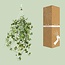 Hedera Helix Gold Child Hang/XXL kamerplant potmaat 24 cm