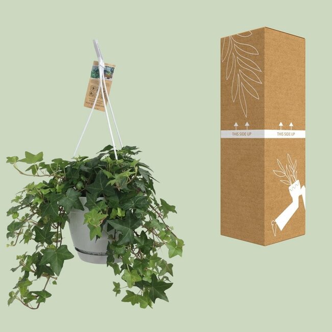 Hedera Helix green hanging pot white / Basic houseplant pot size 17 cm