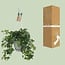 Hedera Helix green hanging pot white / Basic houseplant pot size 17 cm