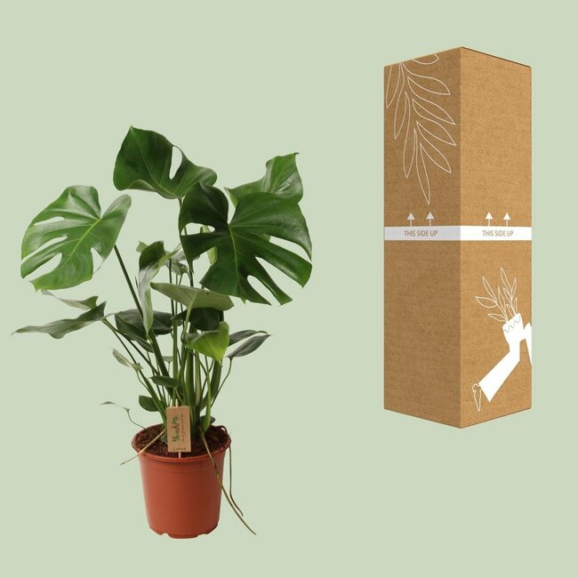 Monstera Deliciosa kamerplant 60 cm potmaat 21 cm