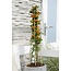 Pyracantha Orange Glow tuinplant 65 cm potmaat 15 cm