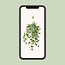 Hedera Helix Gold Child Hang/XXL houseplant pot size 24 cm