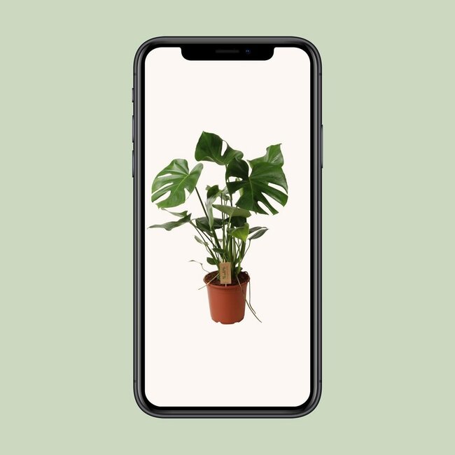 Monstera Deliciosa houseplant 60 cm pot size 21 cm
