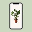 Monstera Deliciosa Zimmerpflanze 60 cm Topfmaß 21 cm