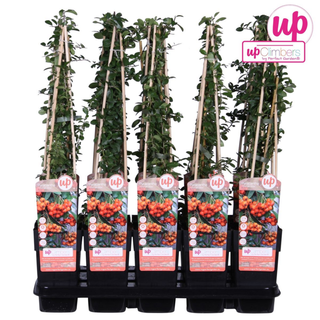 Pyracantha Orange Glow Gartenpflanze 65 cm Topfmaß 15 cm