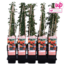 Pyracantha Orange Glow tuinplant 65 cm potmaat 15 cm