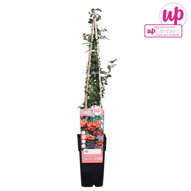 Pyracantha Orange Glow tuinplant 65 cm potmaat 15 cm
