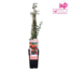 Pyracantha Orange Glow garden plant 65 cm pot size 15 cm
