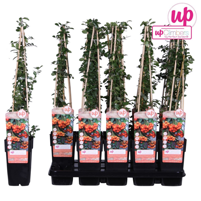 Pyracantha Orange Glow tuinplant 65 cm potmaat 15 cm