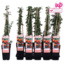 Pyracantha Orange Glow tuinplant 65 cm potmaat 15 cm