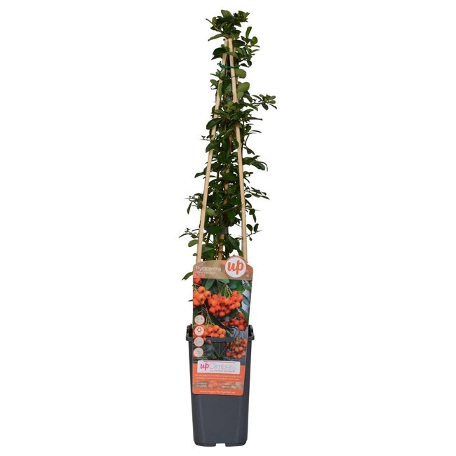 Pyracantha Orange Glow tuinplant 65 cm potmaat 15 cm
