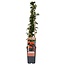 Pyracantha Orange Glow tuinplant 65 cm potmaat 15 cm