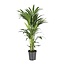 Howea Forsteriana kamerplant 100 cm potmaat 21 cm