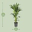 Howea Forsteriana houseplant 100 cm pot size 21 cm