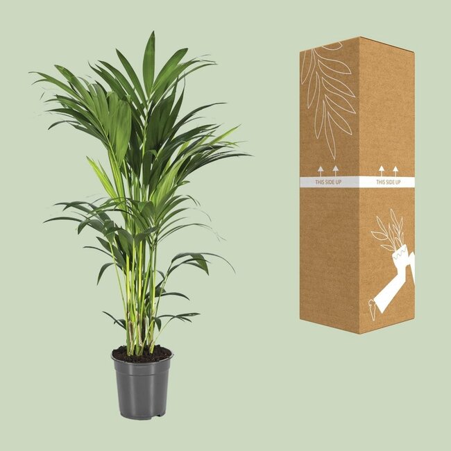 Howea Forsteriana houseplant 100 cm pot size 21 cm