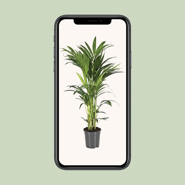Howea Forsteriana kamerplant 100 cm potmaat 21 cm