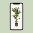 Howea Forsteriana kamerplant 100 cm potmaat 21 cm