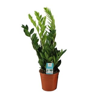 Koning Bamboe Zamioculcas Zamiifolia houseplant 65 cm