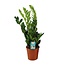 Zamioculcas Zamiifolia kamerplant 65 cm potmaat 17 cm