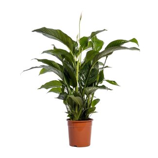 Koning Bamboe Spathiphyllum Bellini kamerplant 100 cm