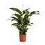 Spathiphyllum Bellini kamerplant 100 cm potmaat 24 cm
