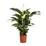 Spathiphyllum Bellini houseplant 100 cm pot size 24 cm
