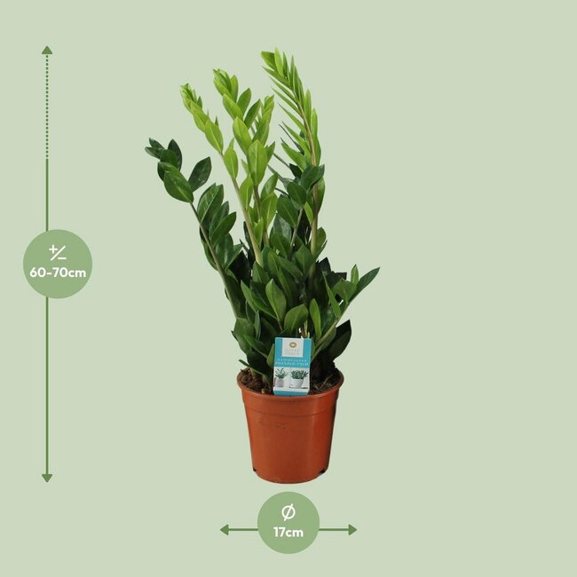 Zamioculcas Zamiifolia kamerplant 65 cm potmaat 17 cm