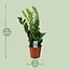Zamioculcas Zamiifolia houseplant 65 cm pot size 17 cm