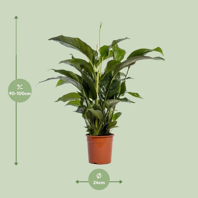 Spathiphyllum Bellini Zimmerpflanze 100 cm Topfmaß 24 cm