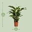 Spathiphyllum Bellini houseplant 100 cm pot size 24 cm