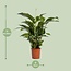 Spathiphyllum Bellini Zimmerpflanze 100 cm Topfmaß 24 cm
