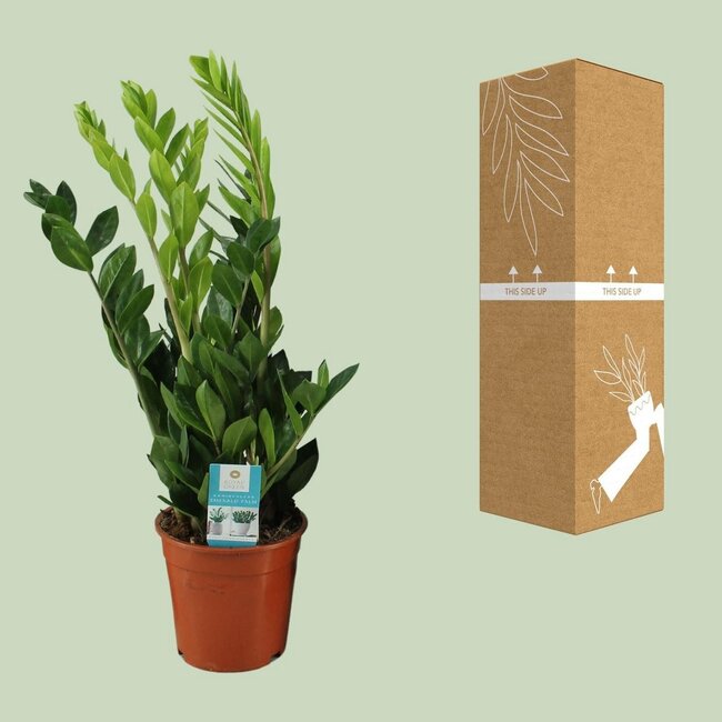 Zamioculcas Zamiifolia kamerplant 65 cm potmaat 17 cm