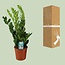 Zamioculcas Zamiifolia kamerplant 65 cm potmaat 17 cm