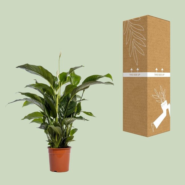 Spathiphyllum Bellini kamerplant 100 cm potmaat 24 cm
