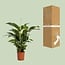 Spathiphyllum Bellini houseplant 100 cm pot size 24 cm