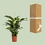 Spathiphyllum Bellini kamerplant 100 cm potmaat 24 cm