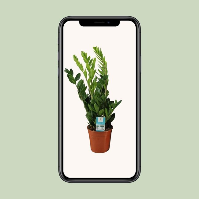 Zamioculcas Zamiifolia houseplant 65 cm pot size 17 cm