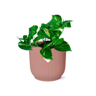 Koning Bamboe Epipremnum Pinnatum Aureum in ELHO Vibes Fold roze kamerplant 20 cm