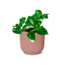 Epipremnum Pinnatum Aureum in ELHO Vibes Fold roze kamerplant 20 cm potmaat 12 cm