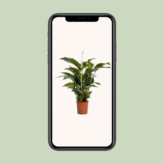 Spathiphyllum Bellini kamerplant 100 cm potmaat 24 cm