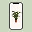 Spathiphyllum Bellini houseplant 100 cm pot size 24 cm