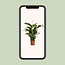 Spathiphyllum Bellini kamerplant 100 cm potmaat 24 cm