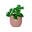 Epipremnum Pinnatum Aureum in ELHO Vibes Fold roze kamerplant 20 cm potmaat 12 cm