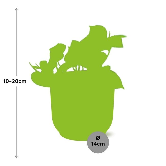 Epipremnum Pinnatum Aureum in ELHO Vibes Fold roze kamerplant 20 cm potmaat 12 cm