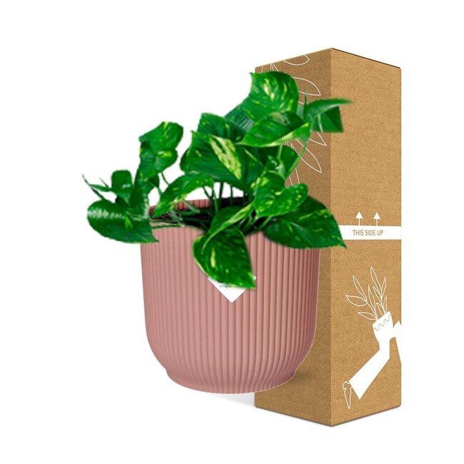 Epipremnum Pinnatum Aureum in ELHO Vibes Fold roze kamerplant 20 cm potmaat 12 cm