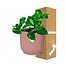 Epipremnum Pinnatum Aureum in ELHO Vibes Fold pink houseplant 20 cm pot size 12 cm