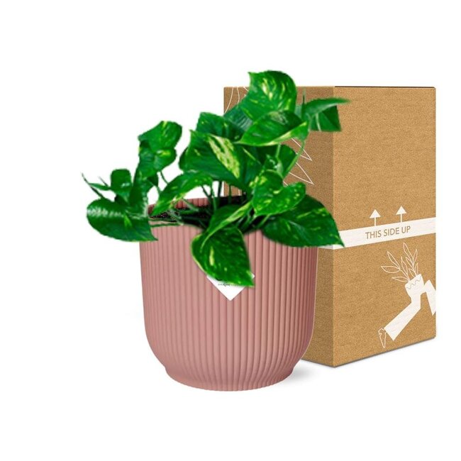 Epipremnum Pinnatum Aureum in ELHO Vibes Fold roze kamerplant 20 cm potmaat 12 cm
